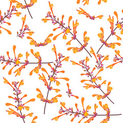 A seamless pattern of Agastache flowers. vector illustration. flower background.