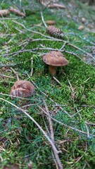 mushroom in the forest