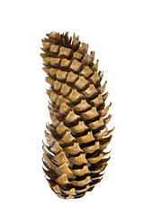 Fir or pine cone on empty background