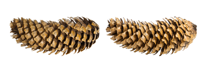 Fir or pine cone on empty background