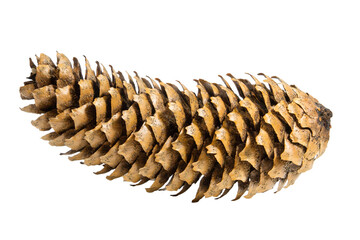 Fir or pine cone on empty background