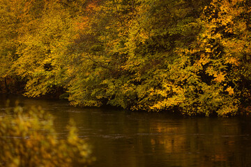 Vibrant autumn landscape featuring golden yellow trees reflecting in a dark, flowing river. Professional nature photography capturing the serene beauty of fall foliage in a lush riverside forest.