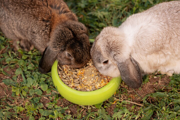 Two rabbits eating dry food from green bowl in outdoors, top view