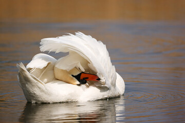 Naklejka premium A Mute Swan (Cygnus olor) is cleaning its Plumage on a Lake in Heilbronn, Germany, Europe