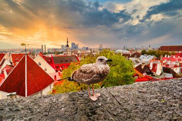 The City Tallinn, Estonia, baltic States, Europe