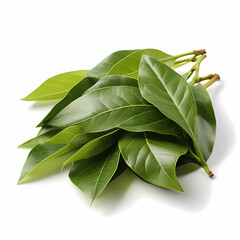 Dry bay leaves on a white background. Branch of bay leaves