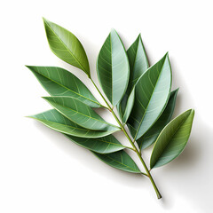 Dry bay leaves on a white background. Branch of bay leaves