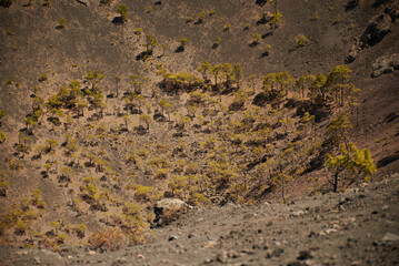 Detail of the vegetation that grow in a volcano's caldera when the volcano is asleep