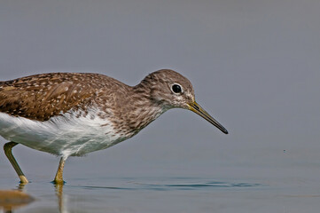 Green Sandpiper (Tringa ochropus) is usually found near freshwater. living in smaller bodies of water such as streams and ponds.
