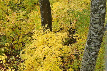 紅葉した木々　Trees with autumn leaves
