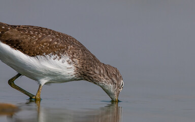 Green Sandpiper (Tringa ochropus) is usually found near freshwater. living in smaller bodies of...