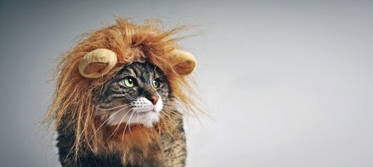 Funny maine coon cat in lion costume looking sideways. Panoramic image with copy space.
