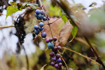 山ぶどう　crimson glory vine (species of grapevine, Vitis Coignetiae)