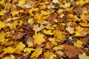 秋の落ち葉　Fallen Leaves in Autumn