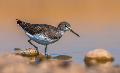 Green Sandpiper (Tringa ochropus) is usually found near freshwater. living in smaller bodies of...