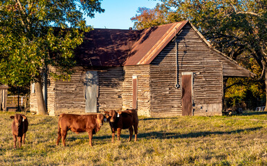 Settler House Vintage Architecture