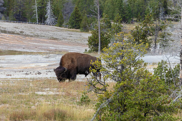 Bison grazing near Old Faithful in the Upper Geyser Basin in Yellowstone National Park. Selective focus on the bison