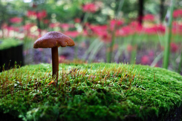 切り株の苔の上に生えるキノコと背景の彼岸花