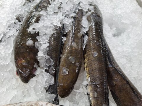a collection of snakehead fish or known as Channa striata in fresh condition covered with ice photographed in front