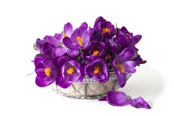 crocus flower on white background - fresh spring flowers