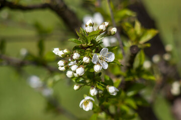 Blossom cherry tree - spring tree - soft focus