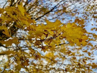 Autumn leaves starting to showing up