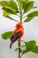 Red Madagascar Weaver vertical portrait