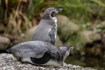 Two Humbolt penguin enjoy the sun in autumn