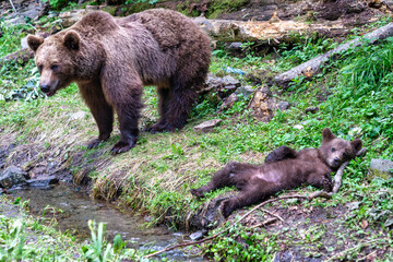 Brown bears in the wild