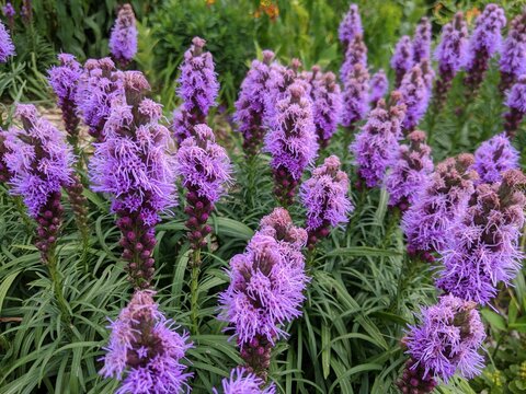 Liastris flower blooming in the garden