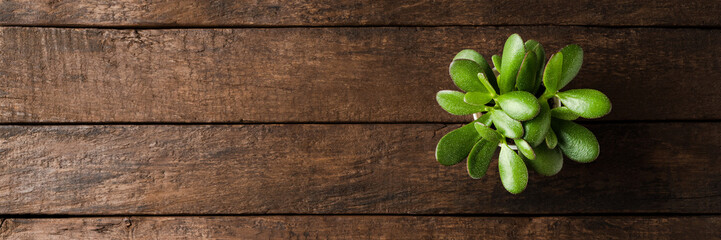 Green succulent on wooden desk with copyspace