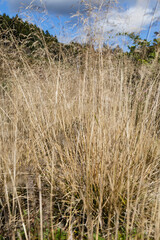 Fototapeta premium 秋の青空の下で金色に揺れるディスカンプシア ゴールドタウ