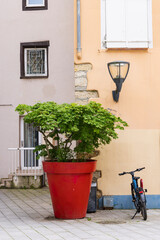 Fototapeta na wymiar Colorful flower pot with little tree in Mulhouse department Haut-Rhin Elsace region in France