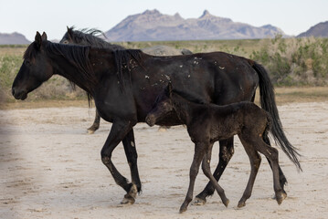 Obraz na płótnie Canvas Wild Horse Mare and Foal in the Utah Desert 