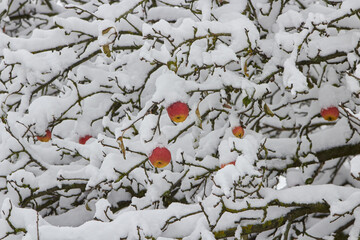 apples on the tree in winter,unharvested harvest of apples on a tree covered with snow, Late harvest