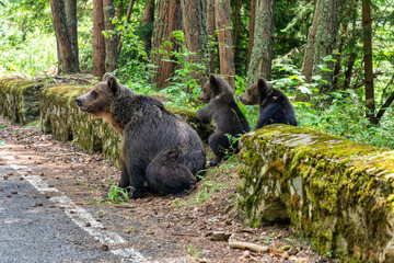 Brown bears in the wild