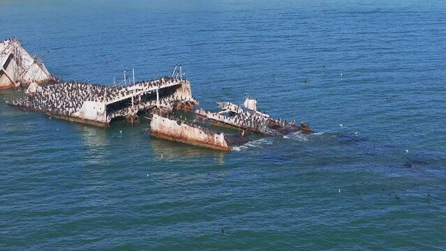 SS Palo Alto or Aptos Cement Ship, Aptos, California. Ship wreck covered with thousands of pelicans near the Californian coastline.