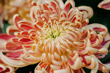 daisy blooming in autumn