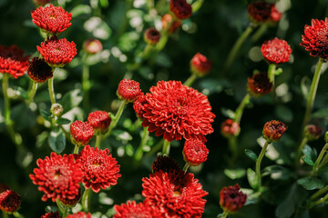 daisy blooming in autumn