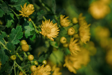 daisy blooming in autumn