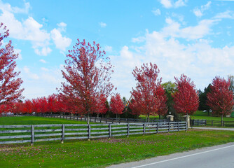 Red glowing trees in fall in the country