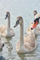Fototapeta premium Swan peacefully swimming in a tranquil body of water near a picturesque beach