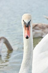 Obraz premium Swan peacefully swimming in a tranquil body of water near a picturesque beach