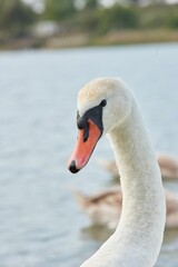 Swan peacefully swimming in a tranquil body of water near a picturesque beach
