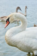 Fototapeta premium Swan peacefully swimming in a tranquil body of water near a picturesque beach
