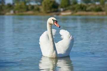 Swan peacefully swimming in a tranquil body of water near a picturesque beach