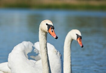 Swan peacefully swimming in a tranquil body of water near a picturesque beach