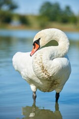 Swan peacefully swimming in a tranquil body of water near a picturesque beach