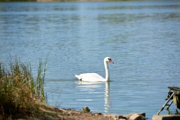 Swan peacefully swimming in a tranquil body of water near a picturesque beach