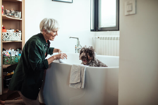 Joyful senior woman preparing to bathe her curly-haired dog
